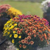 Annabelle Shoucair- Timmins